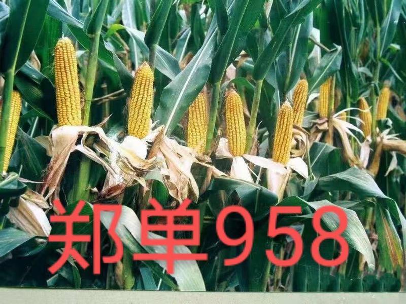 郑单958玉米种子，高产玉米种子，抗病，抗倒