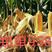 郑单958玉米种子，高产玉米种子，抗病，抗倒