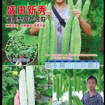 四川苦瓜嫁接苗，抢先预订有优惠，请不要担心栽不活，包运费，