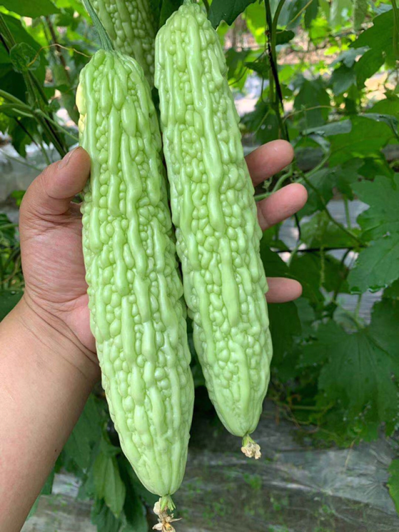 四川苦瓜嫁接苗，抢先预订有优惠，请不要担心栽不活，包运费，