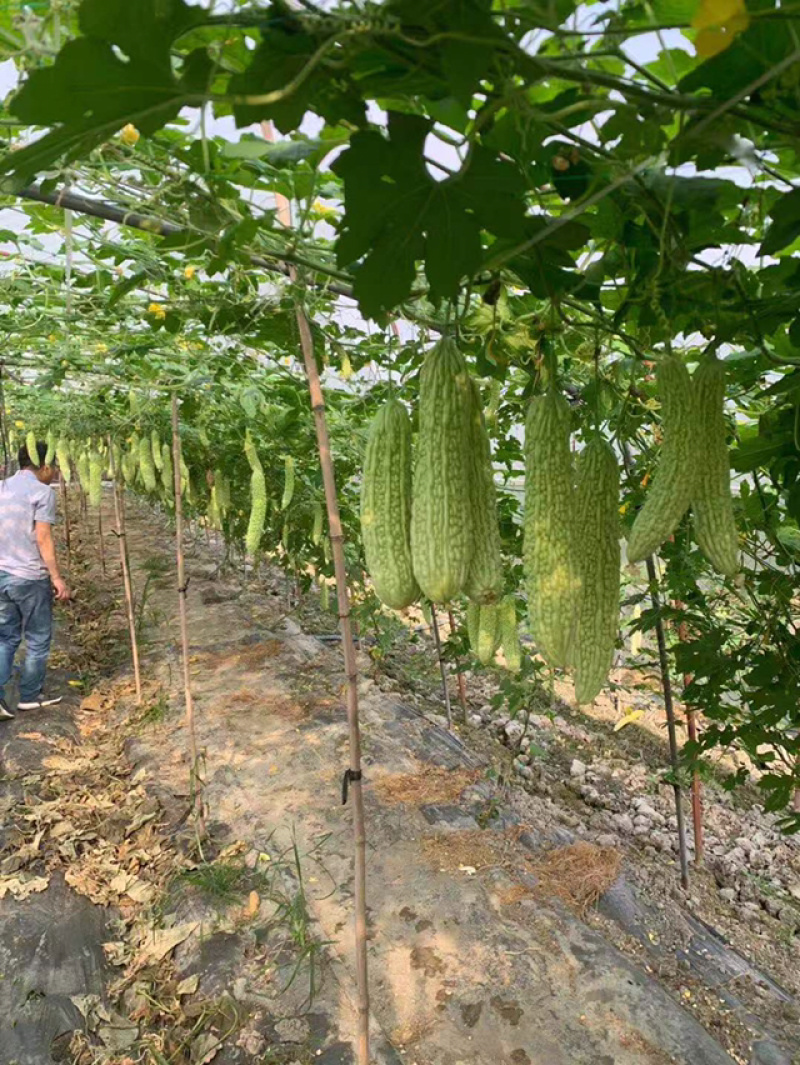 四川苦瓜嫁接苗，抢先预订有优惠，请不要担心栽不活，包运费，