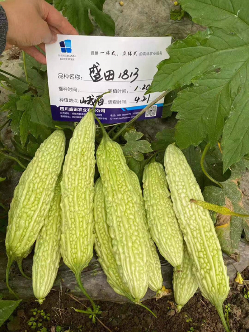 四川苦瓜嫁接苗，抢先预订有优惠，请不要担心栽不活，包运费，