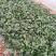 菠菜，基地特产，无公害，可以定棚，代办代发，手工好，期待