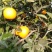 塔罗科血橙60~90