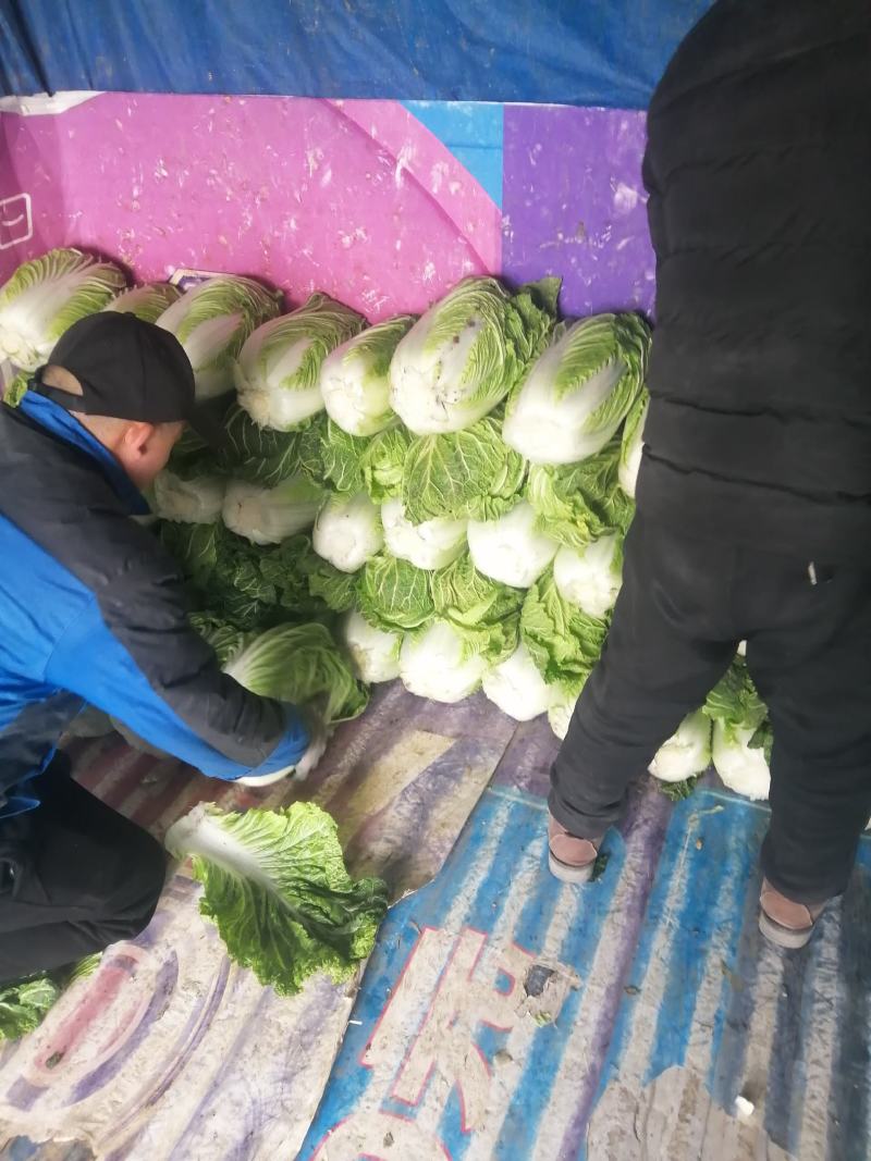 大量供应优质精品大白菜