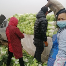 大量供应优质精品大白菜