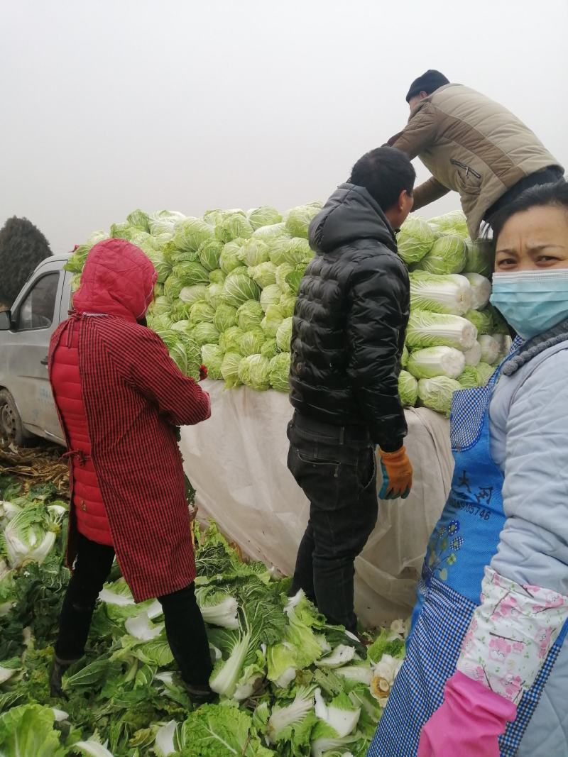 大量供应优质精品大白菜