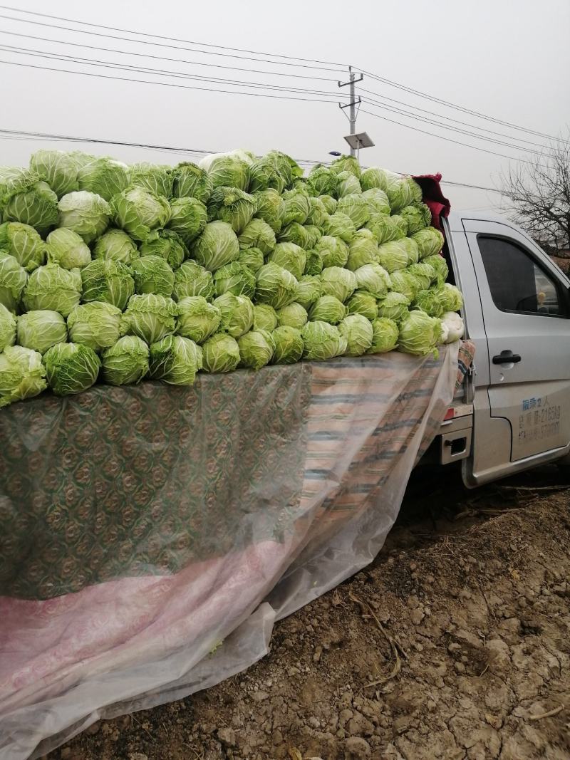 大量供应优质精品大白菜