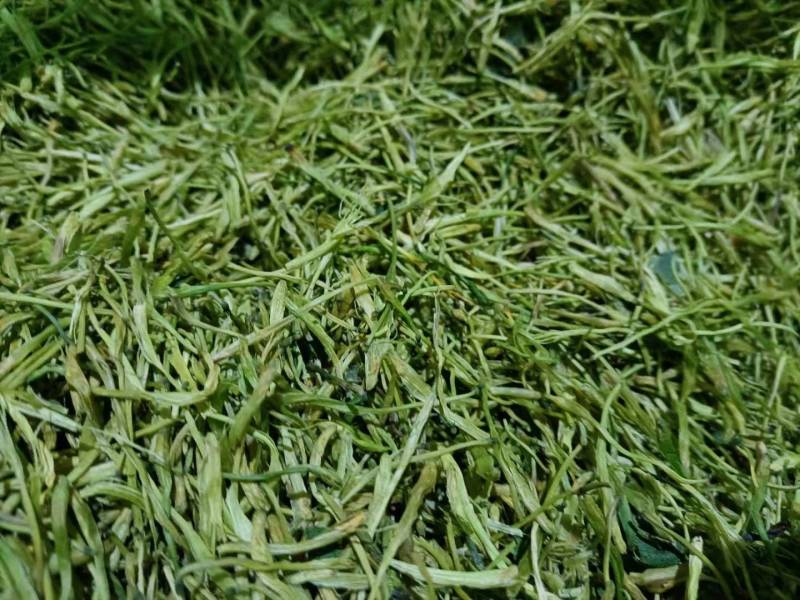 金银花茶产地直供（蒸汽杀青茶花）