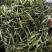 金银花茶产地直供（蒸汽杀青茶花）