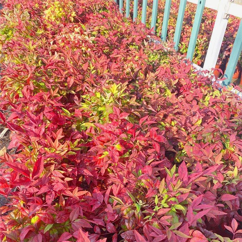 火焰南天竹盆栽火焰南天竺室内外阳台冬季耐寒绿植物盆景四季