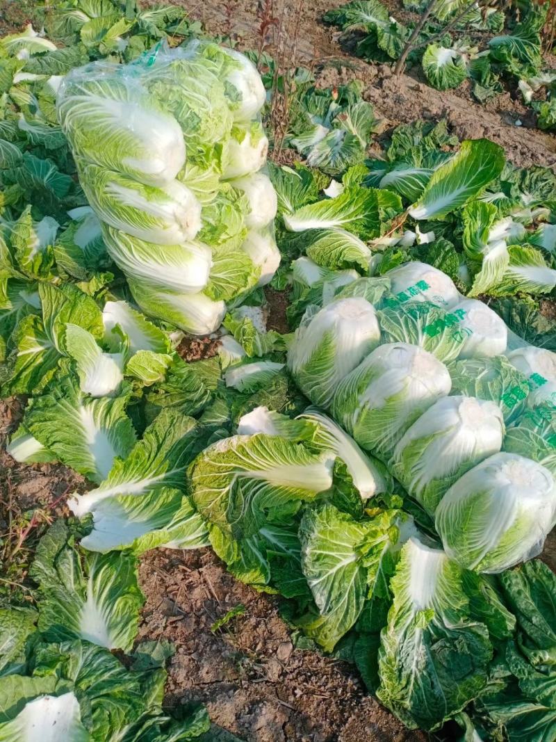 优质精品黄心白菜基地直供，价格优惠，质量保证，交通便利。