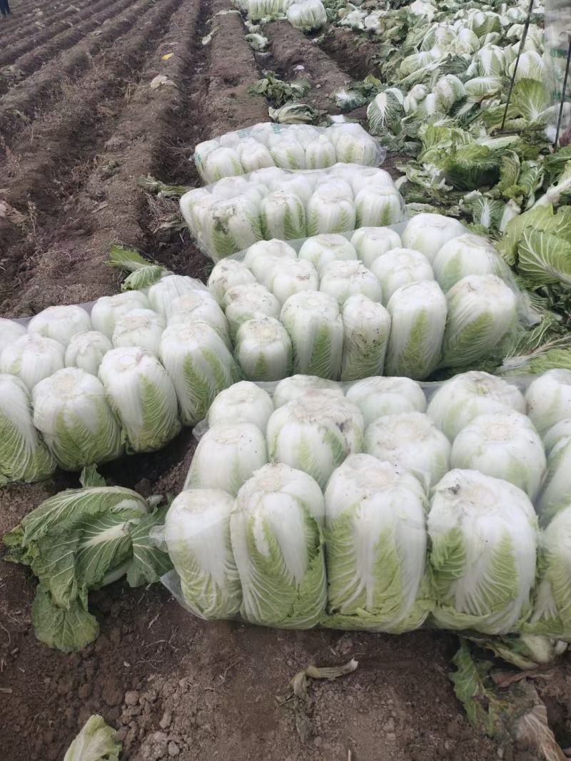 优质精品黄心白菜基地直供，价格优惠，质量保证，交通便利。