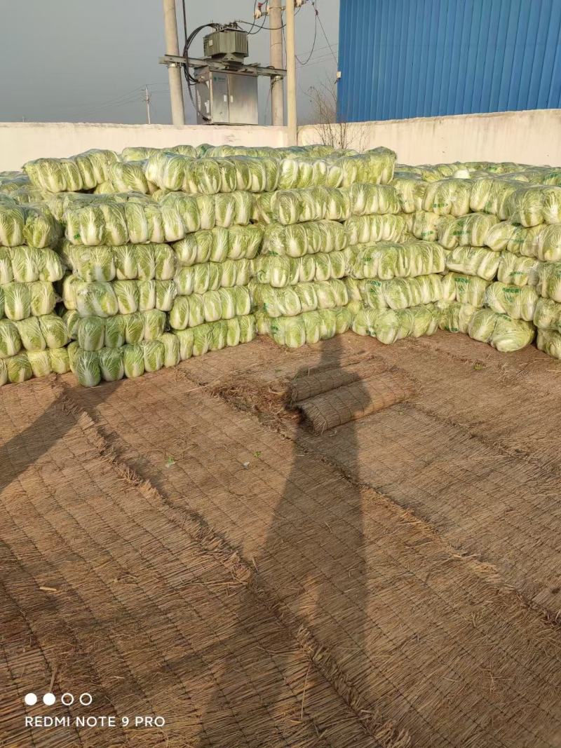 优质精品黄心白菜基地直供，价格优惠，质量保证，交通便利。