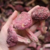福建野生大红菇3-3.5cm食用菌