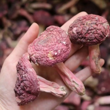 福建野生大红菇3-3.5cm食用菌