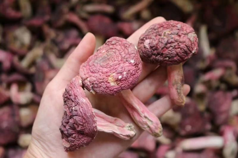 福建野生大红菇3-3.5cm食用菌
