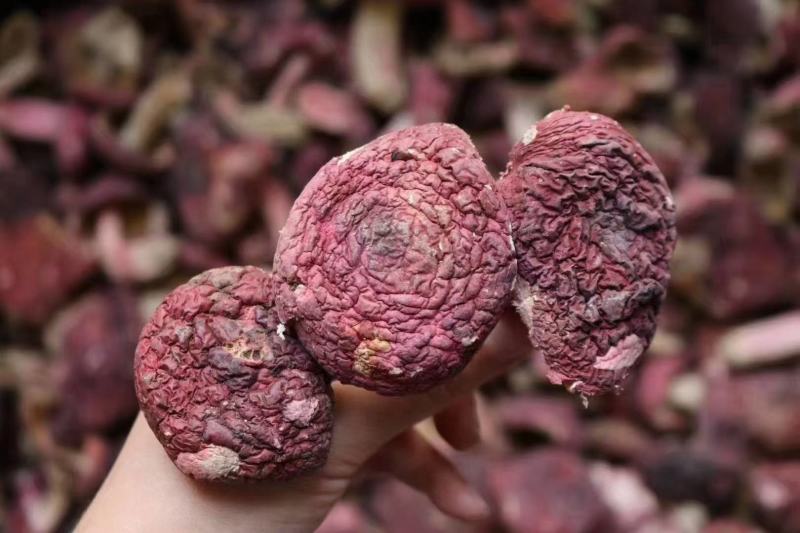 福建野生大红菇3-3.5cm食用菌