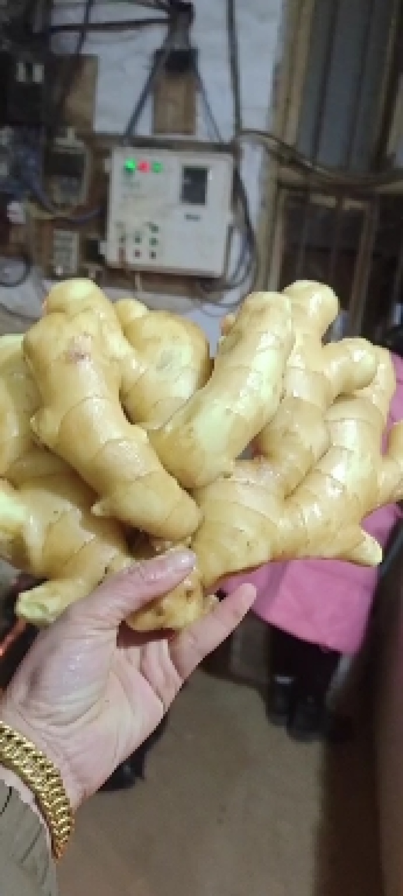 【大黄姜】山东生姜块头很大辣味十足色泽鲜艳质量佳
