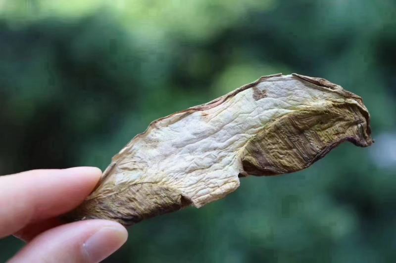 美味牛肝菌口感好卖相漂亮