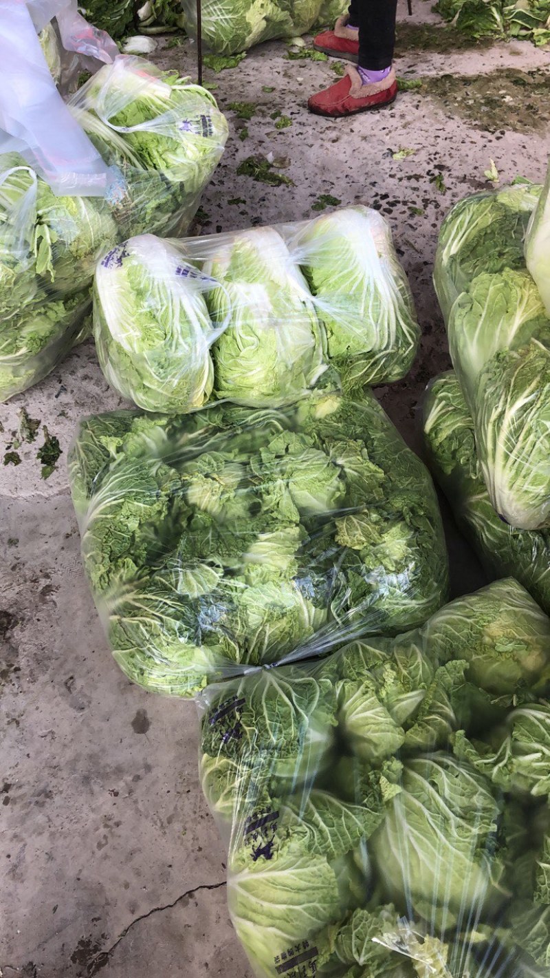 净菜大白菜，库存货，需要的老板联系