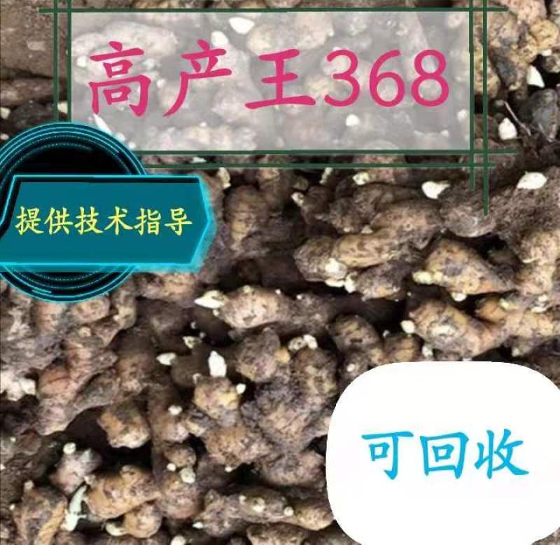 姜种！高产368！提供技术指导！包回收！全国物流发货！
