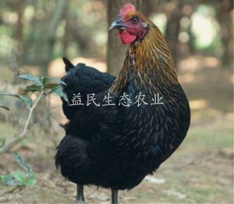 黑羽高产绿壳蛋鸡包马立克疫苗包运输包路损