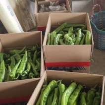 广西合浦大棚黄皮尖椒，质量好！大量现货！