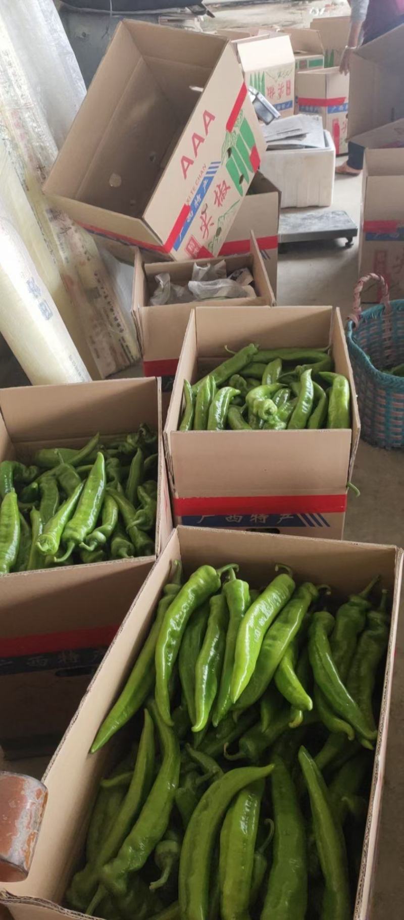 广西合浦大棚黄皮尖椒，质量好！大量现货！