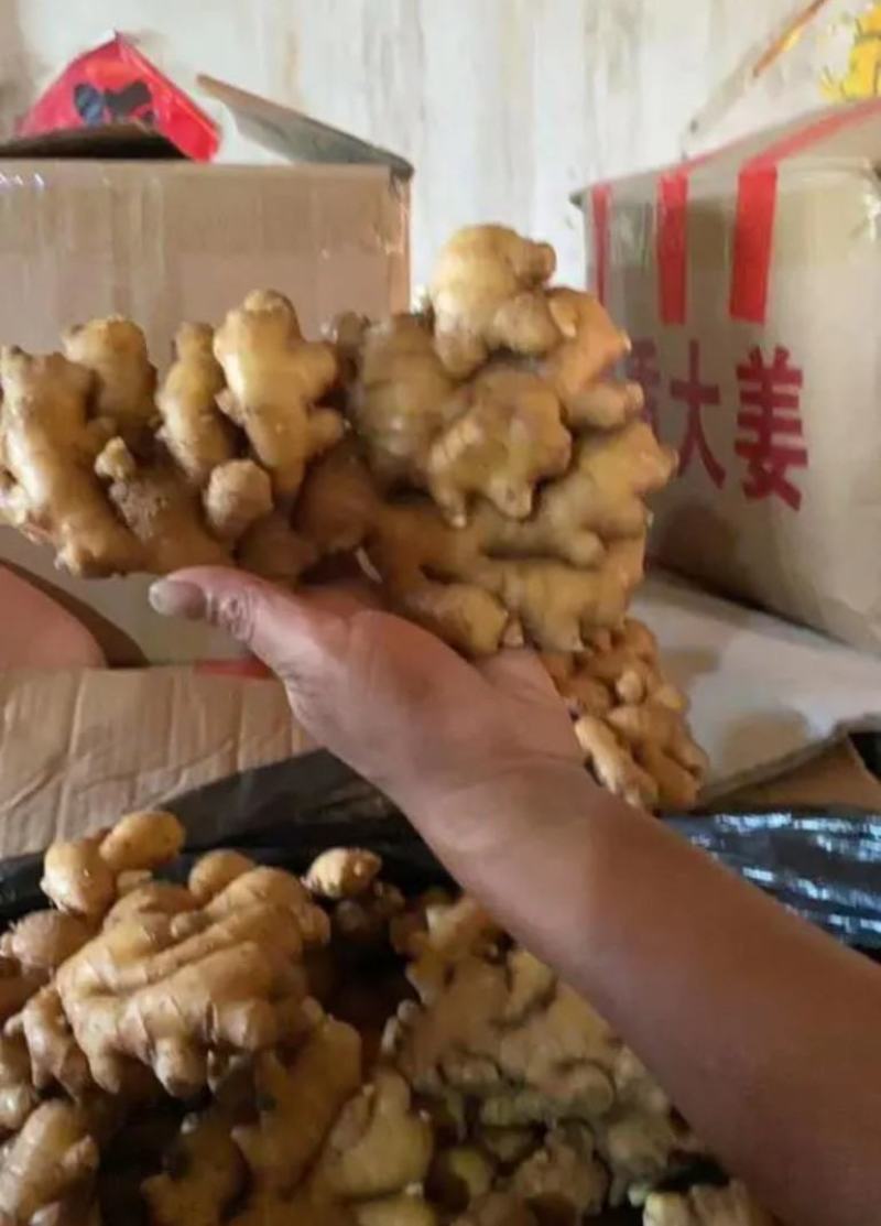 【推荐】生姜全国发货坏烂包赔【主推*电商出口商超市