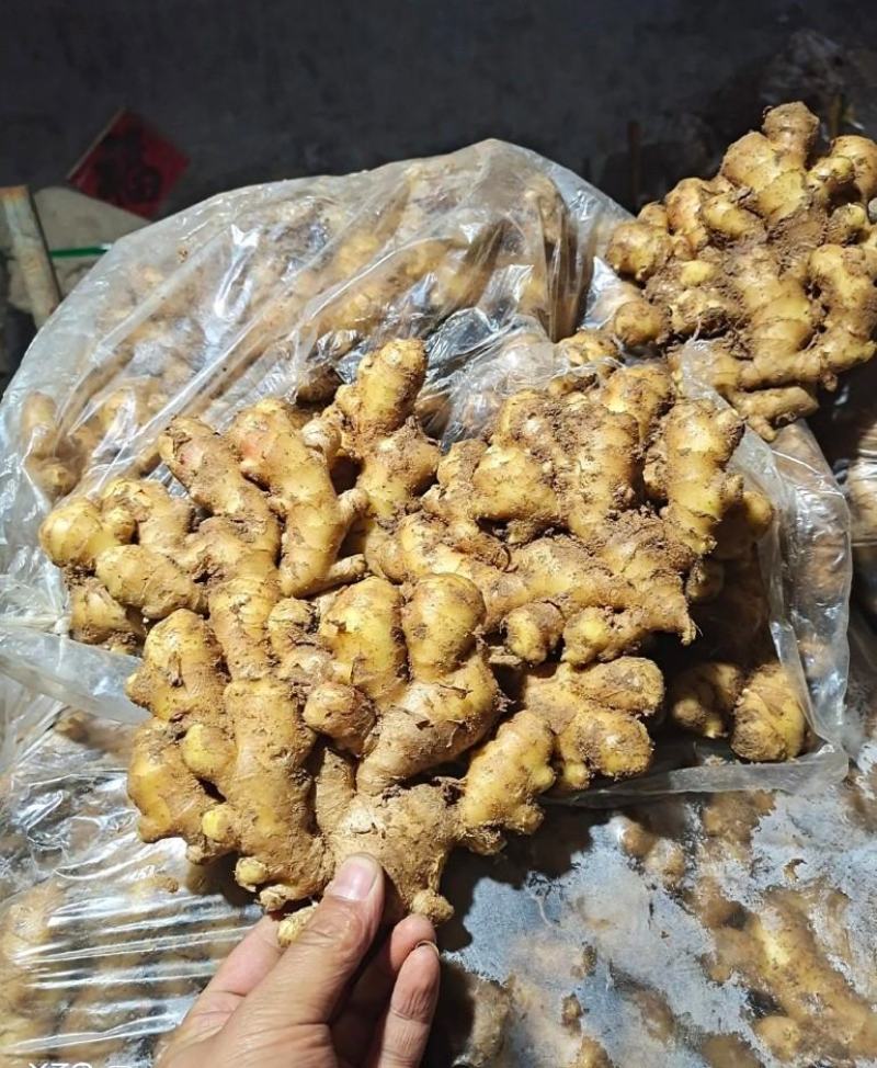 【推荐】生姜全国发货坏烂包赔【主推*电商出口商超市