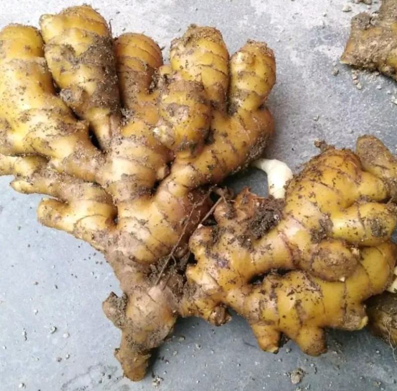 【推荐】生姜全国发货坏烂包赔【主推*电商出口商超市