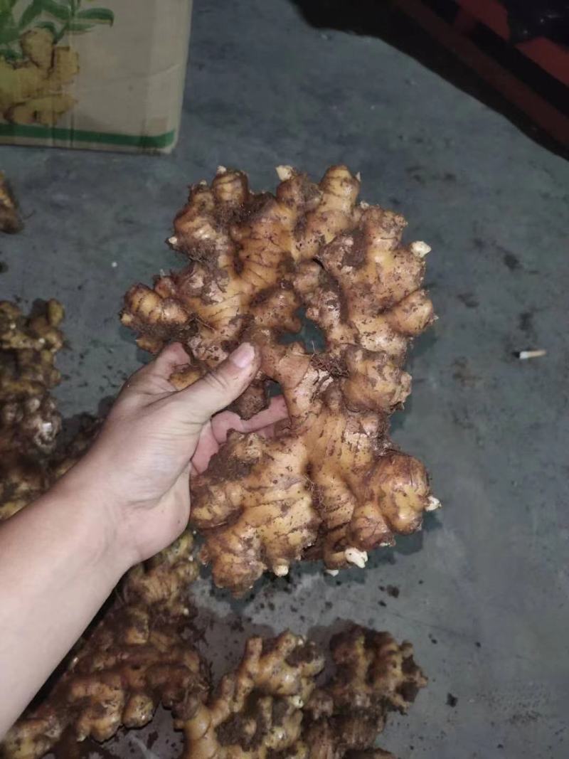 【推荐】生姜全国发货坏烂包赔【主推*电商出口商超市