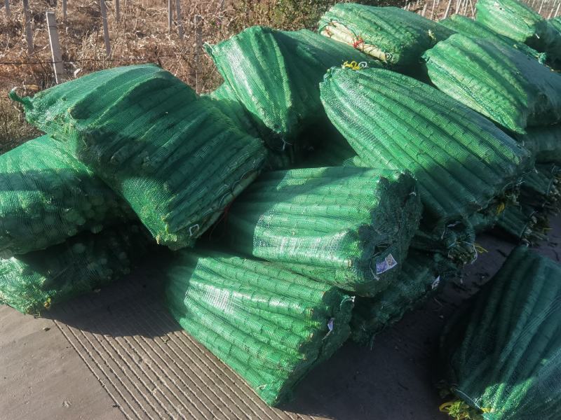 莴苣【云南精品莴苣莴苣杆子】新鲜莴笋热卖产地批发