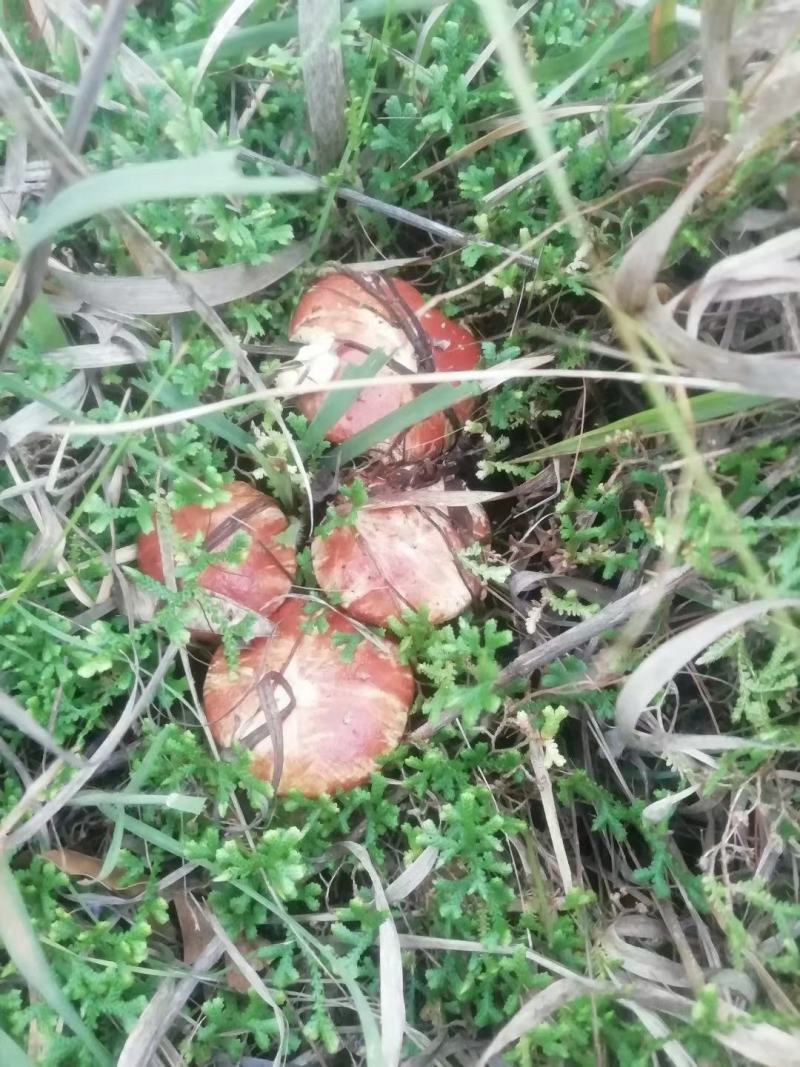正宗蒙山松菇，俗称山蛾子，数量有限营养美味先到先得