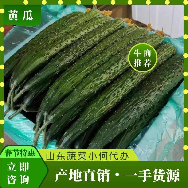 山东黄瓜，颜色黑，短把，密刺一手货源，优选黄瓜电商专供