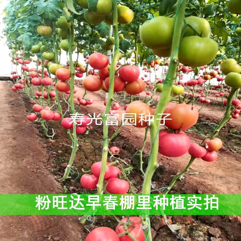 西红柿种子耐裂大果抗病毒早熟抗线虫亮硬粉高产