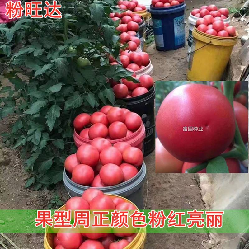西红柿种子耐裂大果抗病毒早熟抗线虫亮硬粉高产