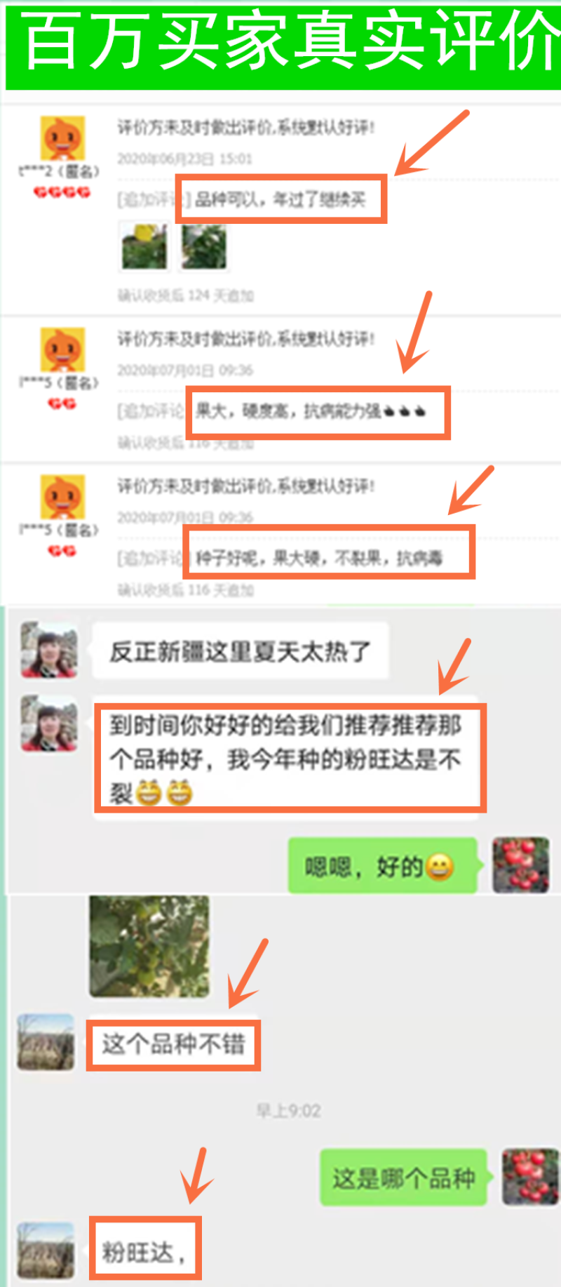 西红柿种子耐裂大果抗病毒早熟抗线虫亮硬粉高产