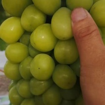 葡萄阳光玫瑰，醉金香，夏黑