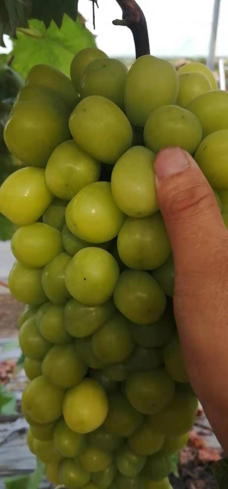 葡萄阳光玫瑰，醉金香，夏黑