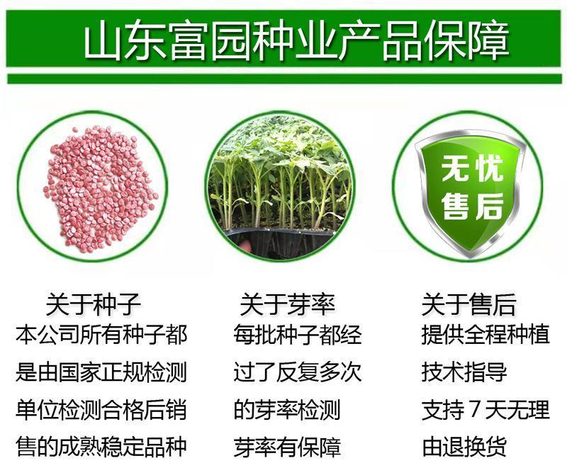 西红柿种子耐裂大果抗病毒早熟抗线虫亮硬粉高产