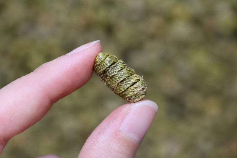 A普通紫皮石斛胶质丰富