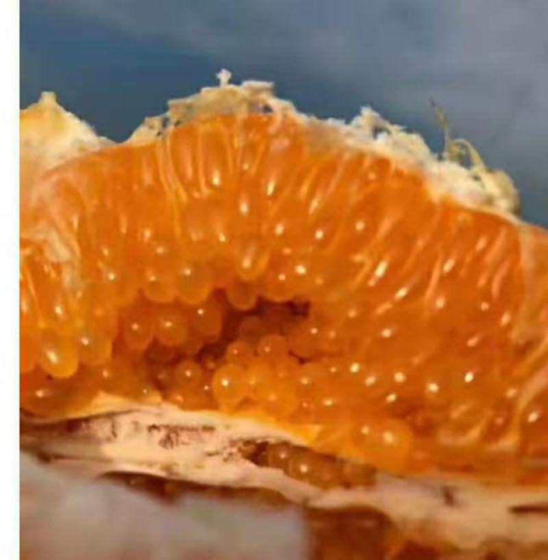 荣县留佳椪柑大量。耙耙柑正在热卖中