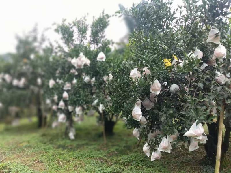 荣县留佳椪柑大量。耙耙柑正在热卖中