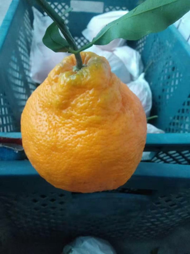 荣县留佳椪柑大量。耙耙柑正在热卖中