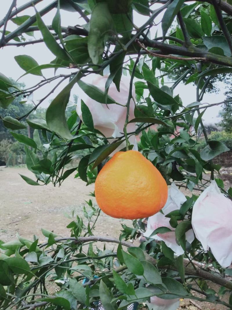 荣县留佳椪柑大量。耙耙柑正在热卖中