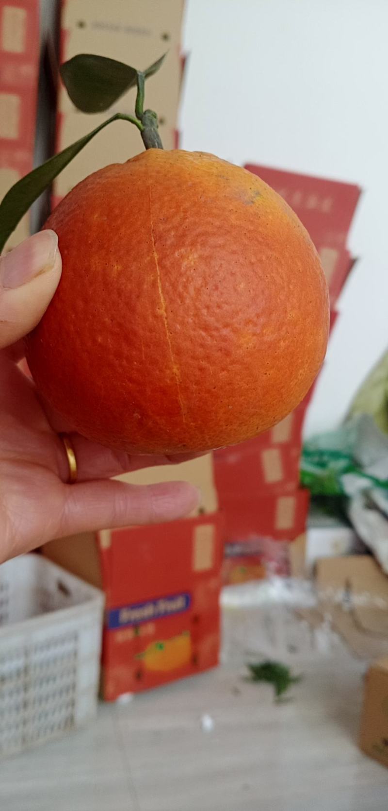 荣县留佳椪柑大量。耙耙柑正在热卖中
