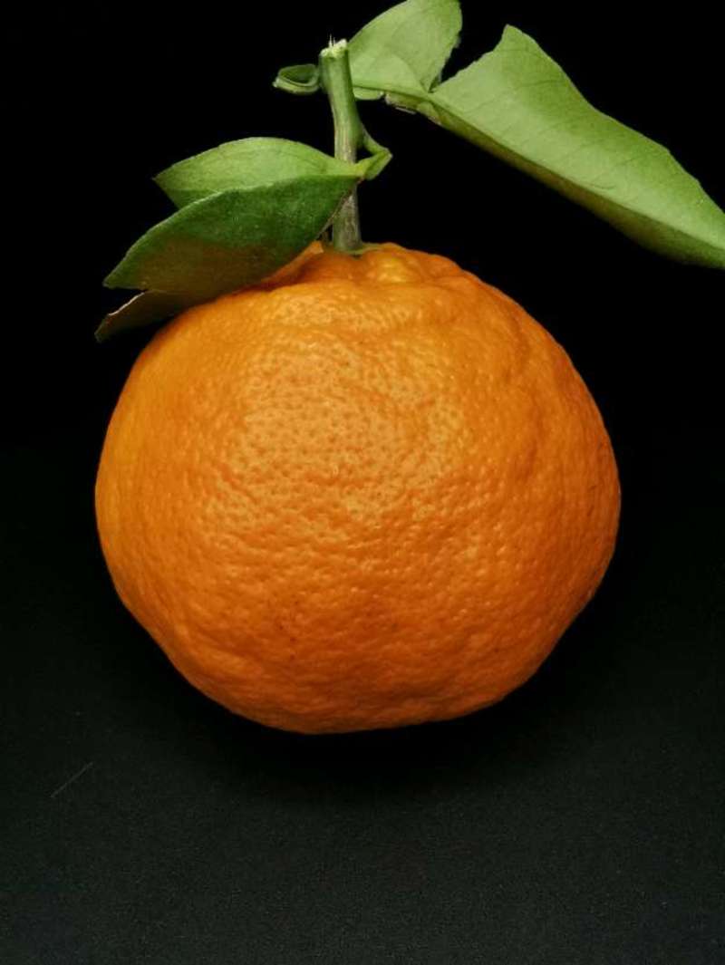 沃柑枝条，早熟砂糖橘枝条，脆蜜金桔枝条，长叶香橙苗枝条