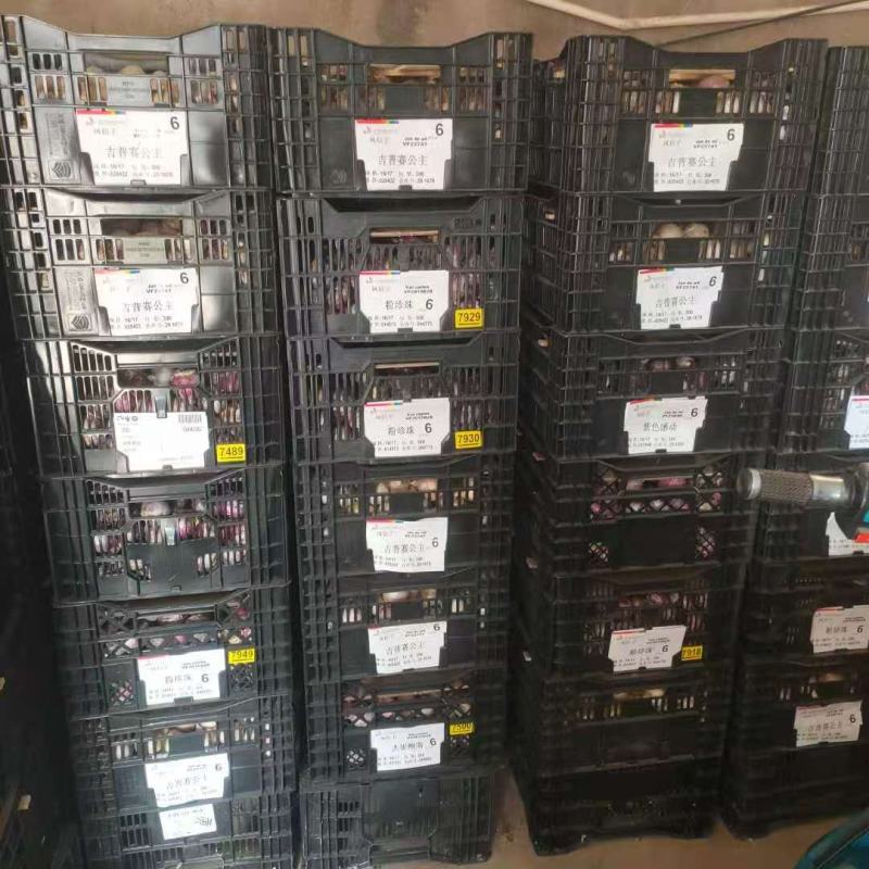 风信子种球进口风信子种球水培土培风信子耐寒进口花卉种球